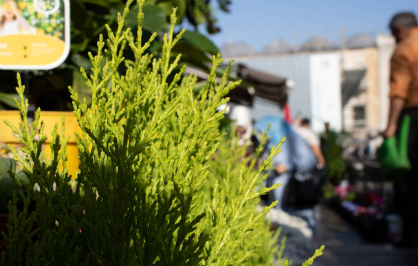 Eastern Thuja tree close-up. In the background, people are blurred. The garden was taken at the market. - Photo, Image