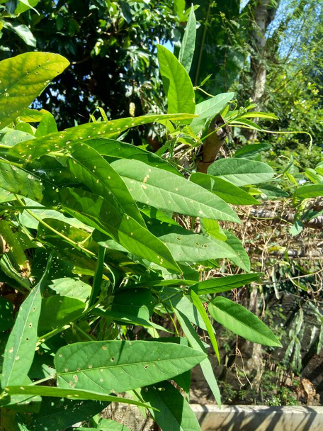 Szárnyas bab (indonéziai nevén kecipir) természetes háttérrel - Fotó, kép