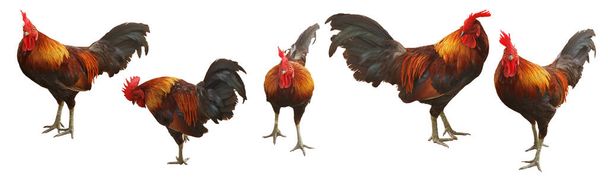 Bantam Chad, Thai chicken breed on white background. (With Clipping Path). - Photo, Image