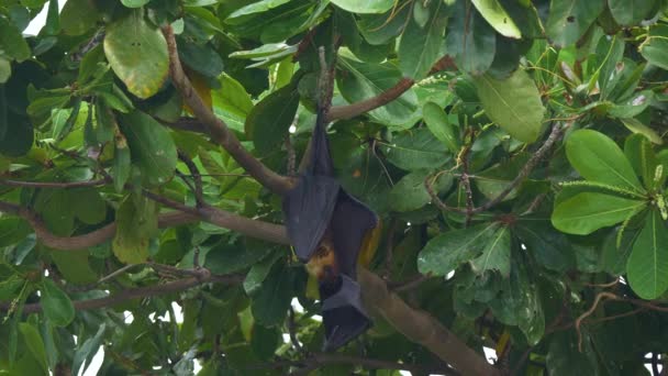 CLOSE UP: Велика самка фруктова кажан на навісі тропічного дерева
. - Кадри, відео