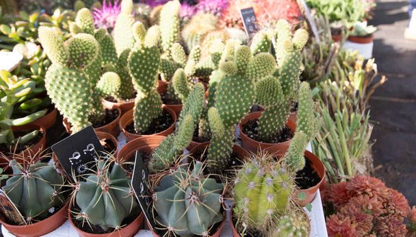 Cactus echinopsis chamaecereus φυτό κοντά σε γλάστρα. Υπάρχει μια αγορά κήπου και άλλα φυτά στο παρασκήνιο. - Φωτογραφία, εικόνα