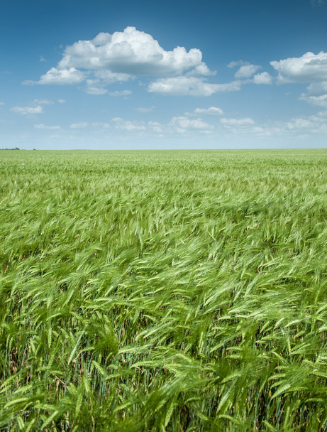 Yeşil buğday alan ve mavi gökyüzü manzara bahar - Fotoğraf, Görsel