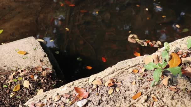 Мирний осінній ставок на кінці бетонної дренажної труби. Листя самани Самани, також відомого як дощове дерево, падає на ставок і на довколишню землю.. - Кадри, відео