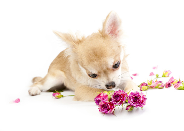 Sweet chihuahua puppy admiring pink roses on white - Фото, изображение