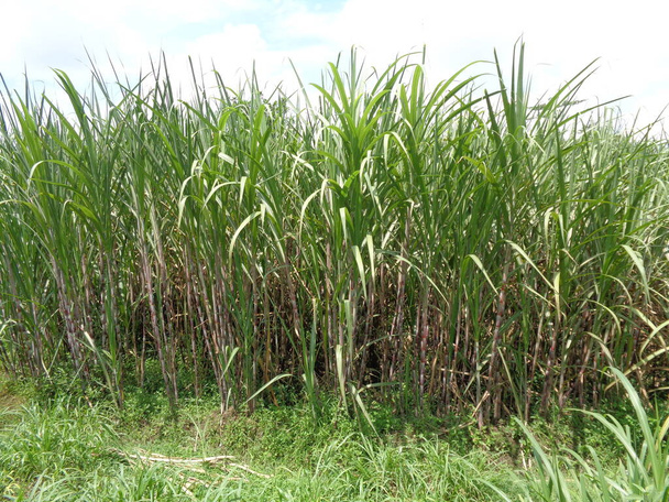 természetes hátterű cukornád - Fotó, kép