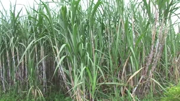 természetes hátterű cukornád - Felvétel, videó