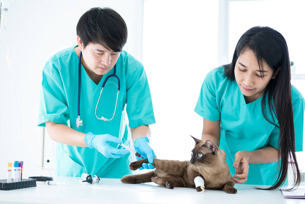 Κτηνιατρική έννοια. Ο βετεράνος φτιάχνει σύριγγα για να ελέγξει για αίμα. Αναλύστε υγιή της γάτας. Οι ασθενείς εμβολιάζονται. - Φωτογραφία, εικόνα