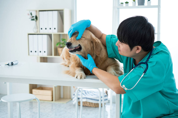 Ο κτηνίατρος εξετάζει την οδοντιατρική υγεία του σκύλου Golden Retriever στην αίθουσα εξέτασης στο νοσοκομείο. - Φωτογραφία, εικόνα