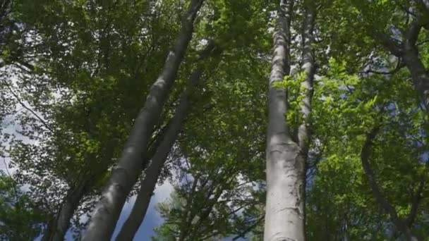 Kronen van beukenbomen met groene bladeren zwaaiend in de wind. Zonnige zomerdag in het bos. Heldere blauwe lucht. 4k-beelden. - Video