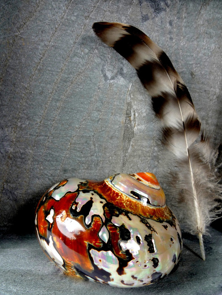 Feather with seasnail - Photo, Image