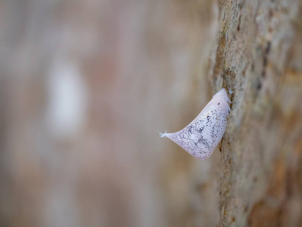 insecte papillon blanc assis sur l'écorce de l'arbre - Photo, image