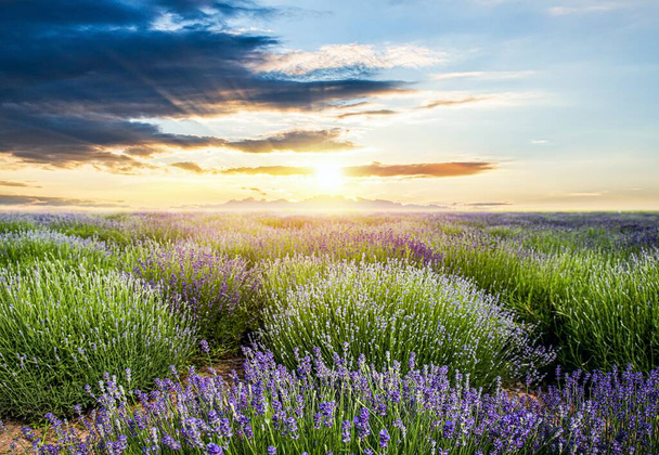 Lavendelfelder gegen blauen Himmel - Foto, Bild