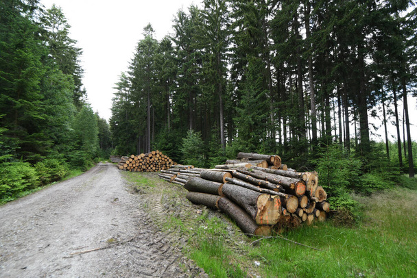 Складки леса у лесной дороги
 - Фото, изображение