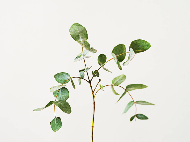 green branch eucalyptus gann on a light background - Фото, зображення