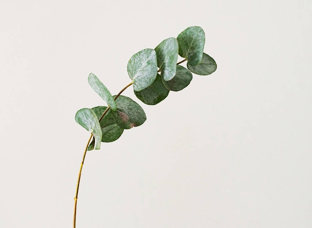 green branch eucalyptus gann on a light background - Фото, зображення
