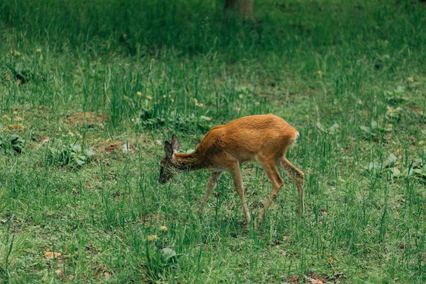 Un faon de cerf de Virginie debout dans un pré. Chevreuil debout dans un champ. Image de reprise élevée. - Photo, image