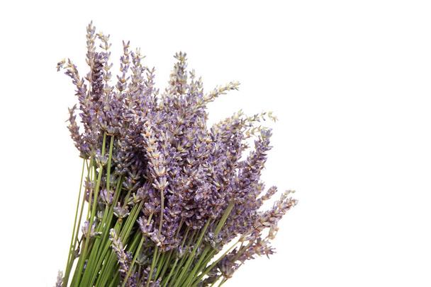 lavender flowers, isolated on a white background - Photo, Image