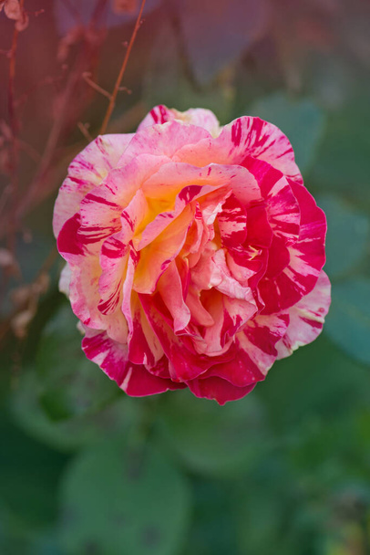 Claude Monet rózsák. Csíkos sárga és vörös rózsa, más néven Claud Monet rózsa - Fotó, kép