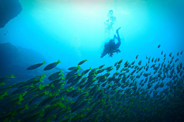 Podvodní fotografie potápěče a školy žlutých chňapalů. Z ostrovů Phi Phi v Thajsku. - Fotografie, Obrázek