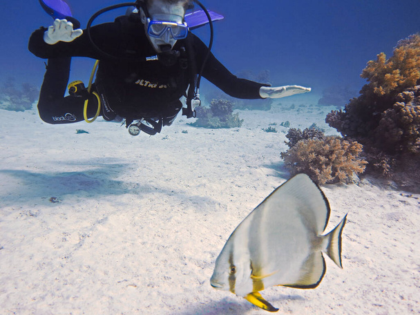 Onderwaterfoto van een duiker en een Batfish. Van een duik in de Rode Zee - Egypte. - Foto, afbeelding