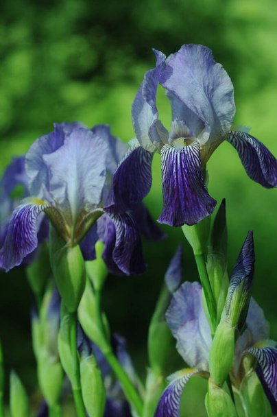  Blue irises. Background with irises for phone and tablet. In the world of flowers. Flowers in drops of dew and rain. In the world of flowers. Photo for Wikipedia.  - Photo, Image