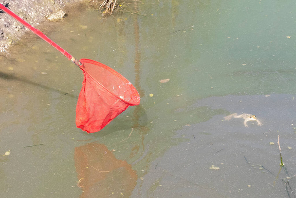 Küçük bir gölde yiyecek için yetiştirilen kurbağalar. Balık ağıyla kurbağa yakalamak.. - Fotoğraf, Görsel