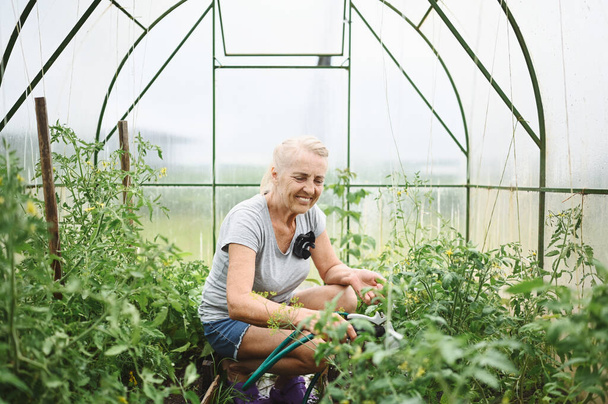 Mature elderly woman watering plants with water hose. Farming, gardening, agriculture, old age and people concept - senior woman or farmer growing organic vegetables at greenhouse on summer farm.  - Foto, Imagem