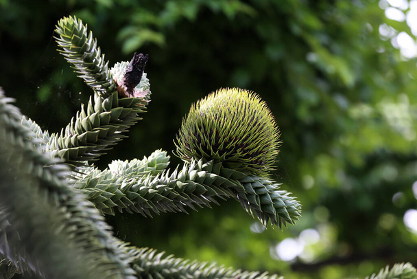 Branch of Araucaria araucana, Monkey puzzle tree, Monkey tail tree, or Chilean pine. It is an evergreen tree, the hardiest species in the conifer genus Araucaria, family Araucariaceae. - Photo, Image