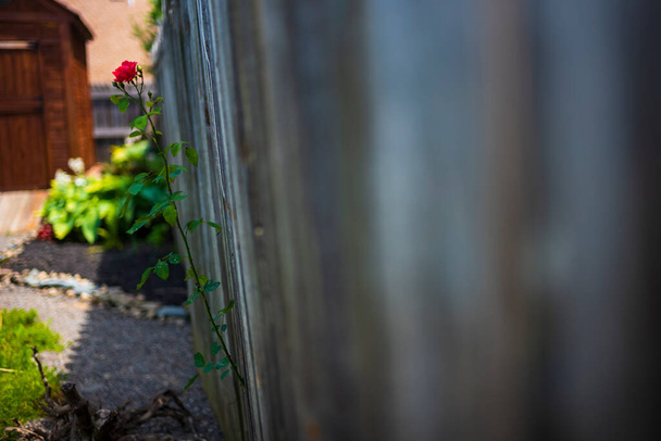 Een enkele roos uit het landschap van een buurman die groeide tussen de panelen van een bos, privacy hek, bloesems op een zomerdag.  - Foto, afbeelding