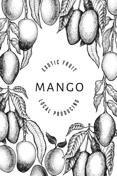 Mango design template. Hand drawn vector tropic fruit illustration. Engraved style fruit. Retro exotic food banner. - Вектор, зображення