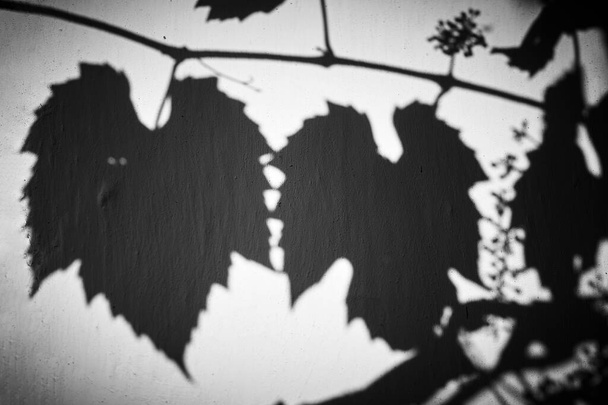 The shadow of two grape leaves on a white wall - Photo, Image