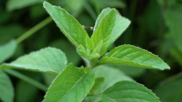 Wild Mint in a natural pure environment (Mentha arvensis) - Imágenes, Vídeo