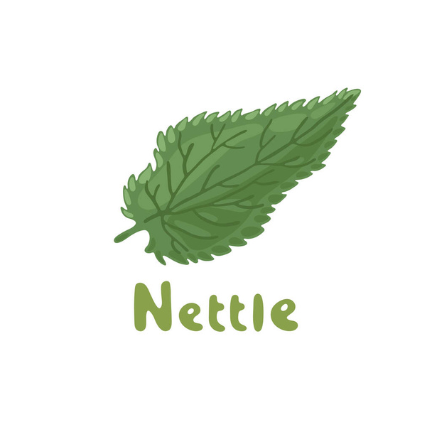 Csalán, gyógynövény. Nettle zöld levele. A csalán vektoros botanikai illusztrációja. Kozmetikumok és orvosi növény. Kézzel rajzolt vektor illusztráció. Botanikai rajz. Csípős csalánlevél - Vektor, kép