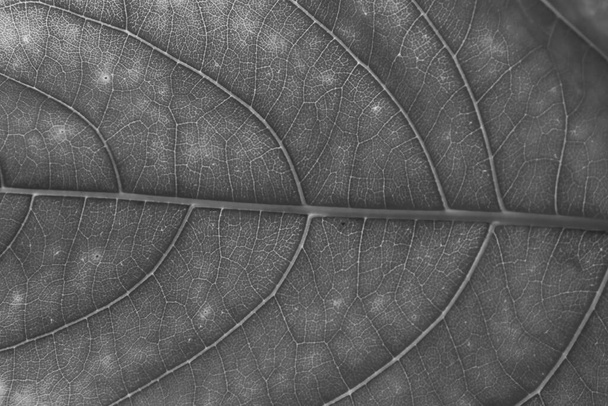 textura de hoja seca en blanco y negro
 - Foto, Imagen