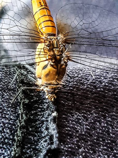 Uma libélula de amarelo está sentada sobre um fundo preto. A cabeça da libélula é invisível e tem duas quatro asas
. - Foto, Imagem