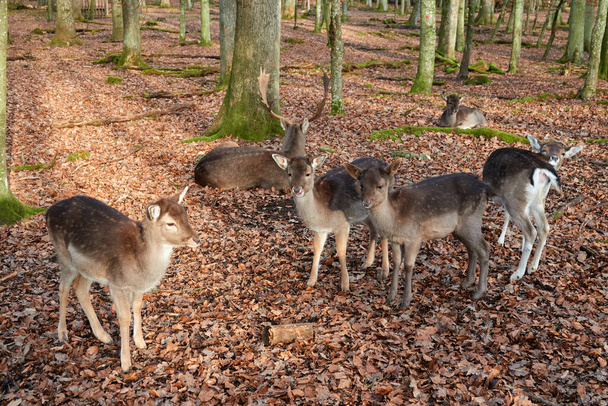 Veel Bambi 's leggen ook jonge damherten op de bosbodem met bruine bladeren, veel boomstammen op de achtergrond. Zwarte Woud, Duitsland. - Foto, afbeelding