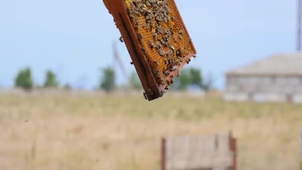 Beekeeper Examines the Frame - Záběry, video