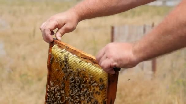 A Frame from a Hive Full of Honey - Footage, Video