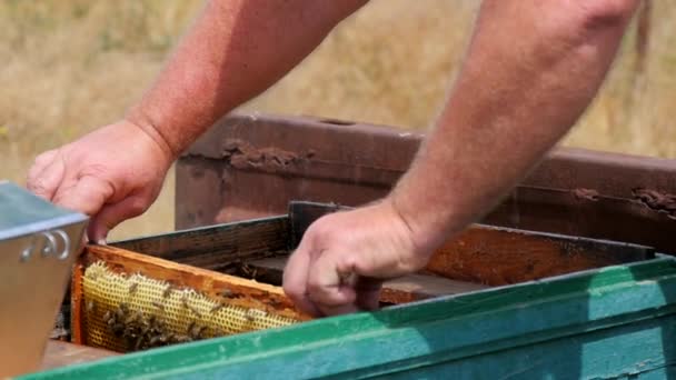 Checking Honey on an Apiary - Záběry, video