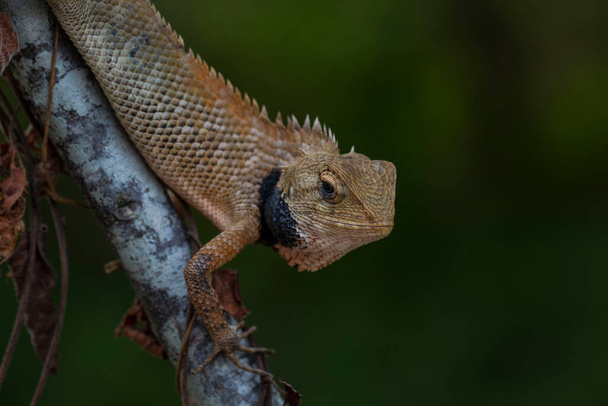 Macro shot of a lively garden lizard on a tree branch. - Фото, зображення