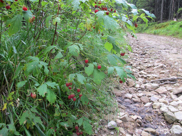 Frambuesas rojas maduras en un arbusto en el bosque sobre un fondo de hojas verdes, bosque de abetos, claros en un día soleado de verano en el borde del bosque
 - Foto, imagen