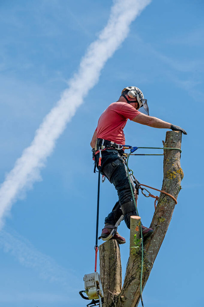 Stromový chirurg nebo arborista přivázaný ke kmeni stromu vysoko na stromě. - Fotografie, Obrázek