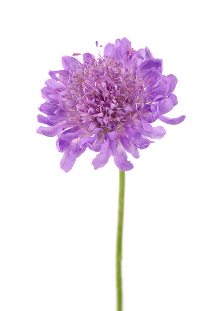 Field Scabious Flower isolated on white background. Knautia arvensis. Beautiful blooming bouquet - Photo, Image