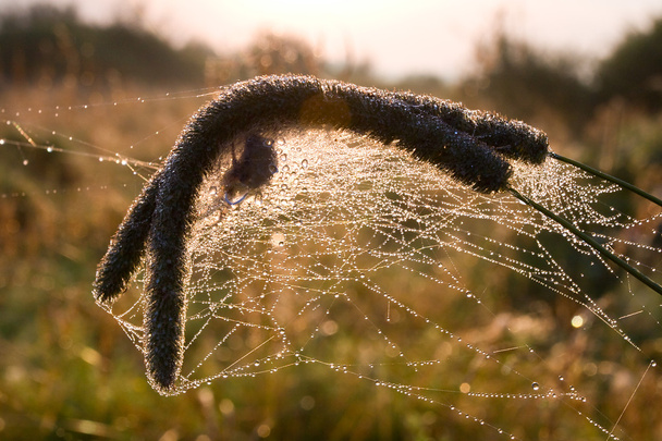 droog gras in spinnen web - Foto, afbeelding