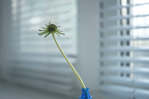 Pelyhes pitypang virág kék vázában az ablakpárkányon. Jalousie homályos háttérrel. - Fotó, kép