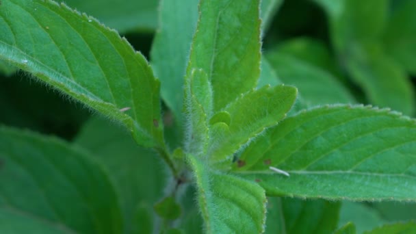 Wild Mint luonnonpuhtaassa ympäristössä (Mentha arvensis) - Materiaali, video