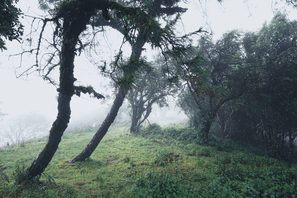 Lluvias de bosques naturales-Árboles y entradas de bosques verdes en la temporada de lluvias
 - Foto, imagen