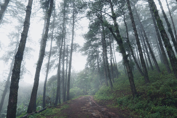 Forêts naturelles pluvieuses Arbres et forêts verdoyantes en saison des pluies - Photo, image