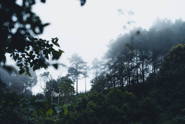 Yağmur mevsiminde doğal orman ağaçlar ve yeşil orman girişleri yağar. - Fotoğraf, Görsel