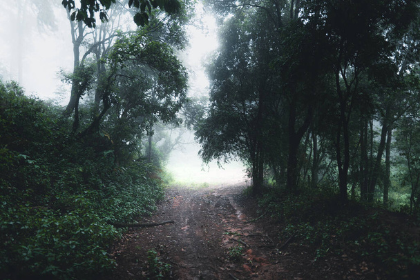 Forêts naturelles pluvieuses Arbres et forêts verdoyantes en saison des pluies - Photo, image